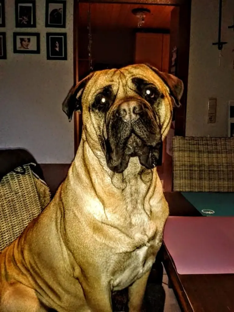 Image from Bullfried