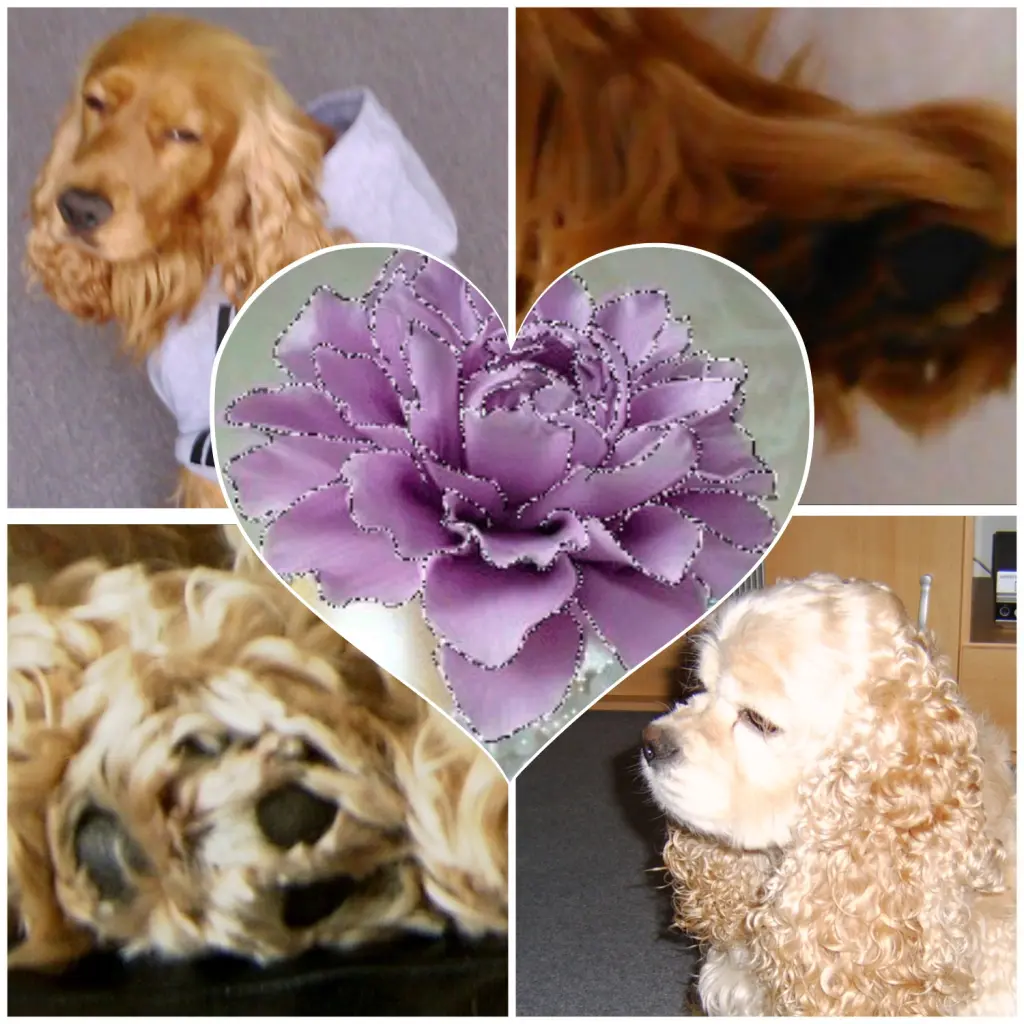 Condolence image of Jacqueline mit Aro & Diego tief und für immer im Herzen❤