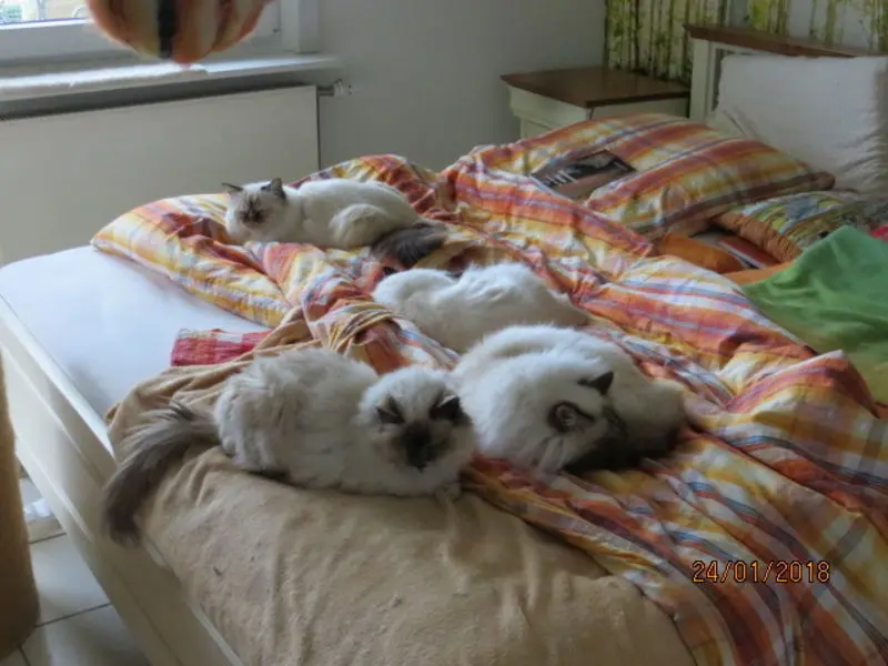 Condolence image of Uschi mit ihren Seelenfreunden Shiva, Jojo und Merlin