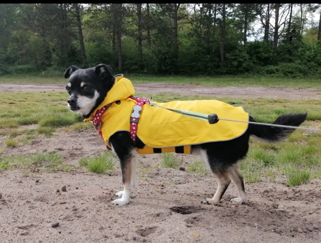 Bild von Polly