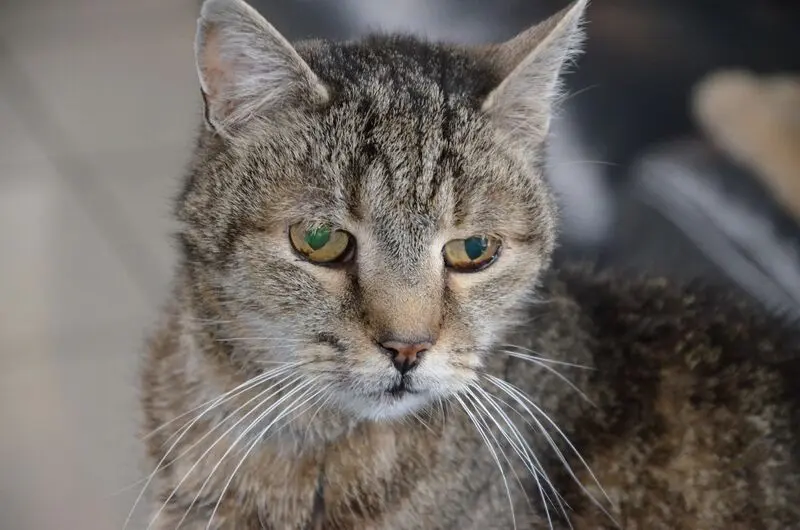 Condolence image of Iris