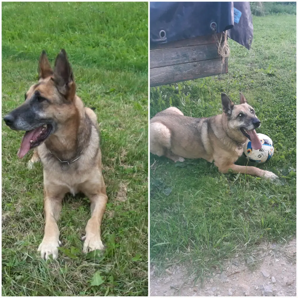 Condolence image of Claudia m. TARA im Herzen