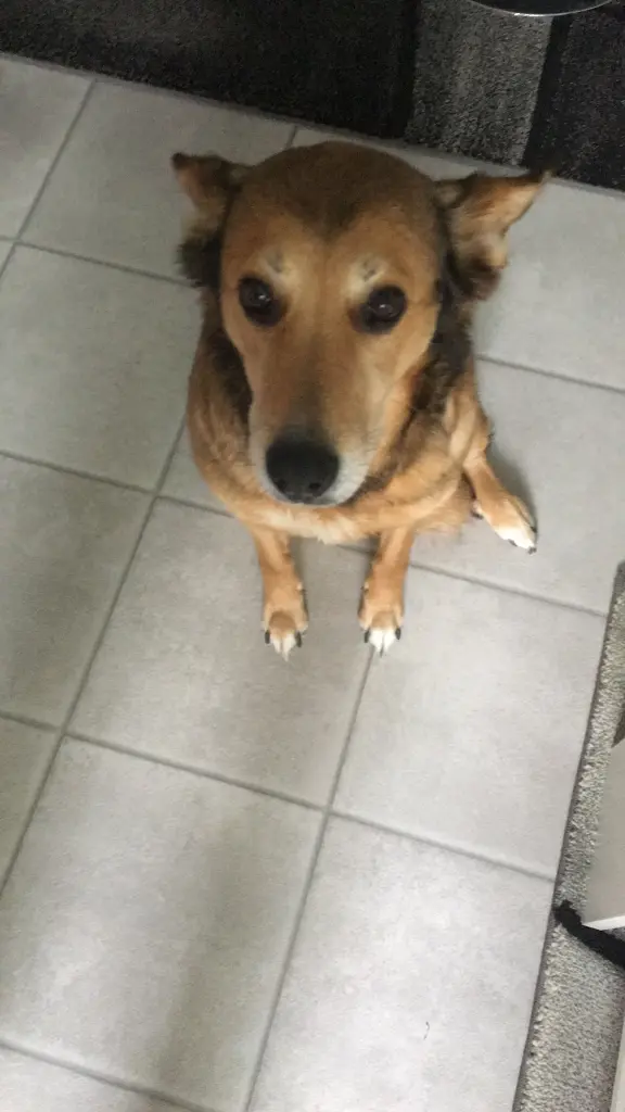 Condolence image of Safiye