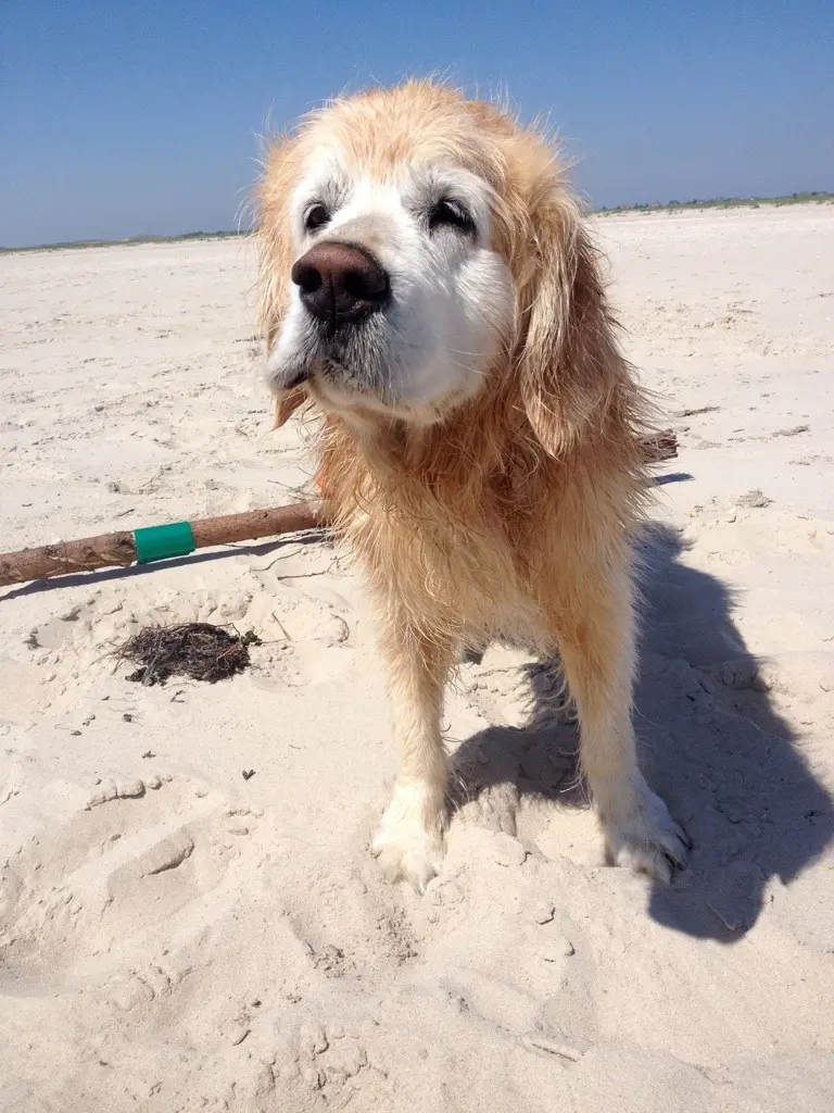 Condolence image of Diana mit Emil im Herzen