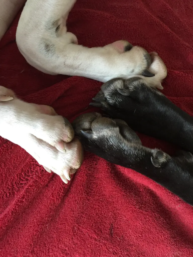 Condolence image of Esther mit Linu