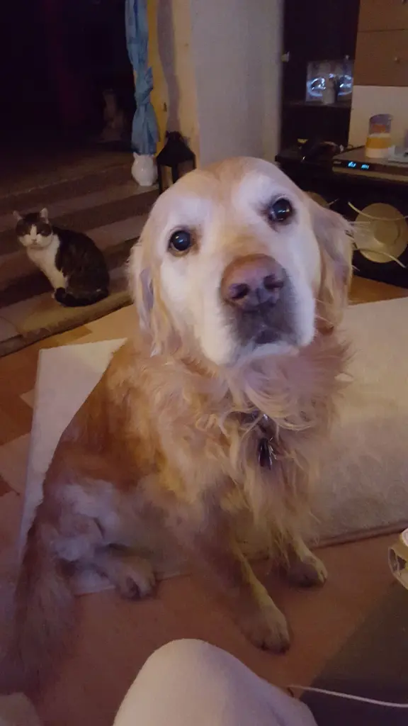 Condolence image of Angelique mit Spike