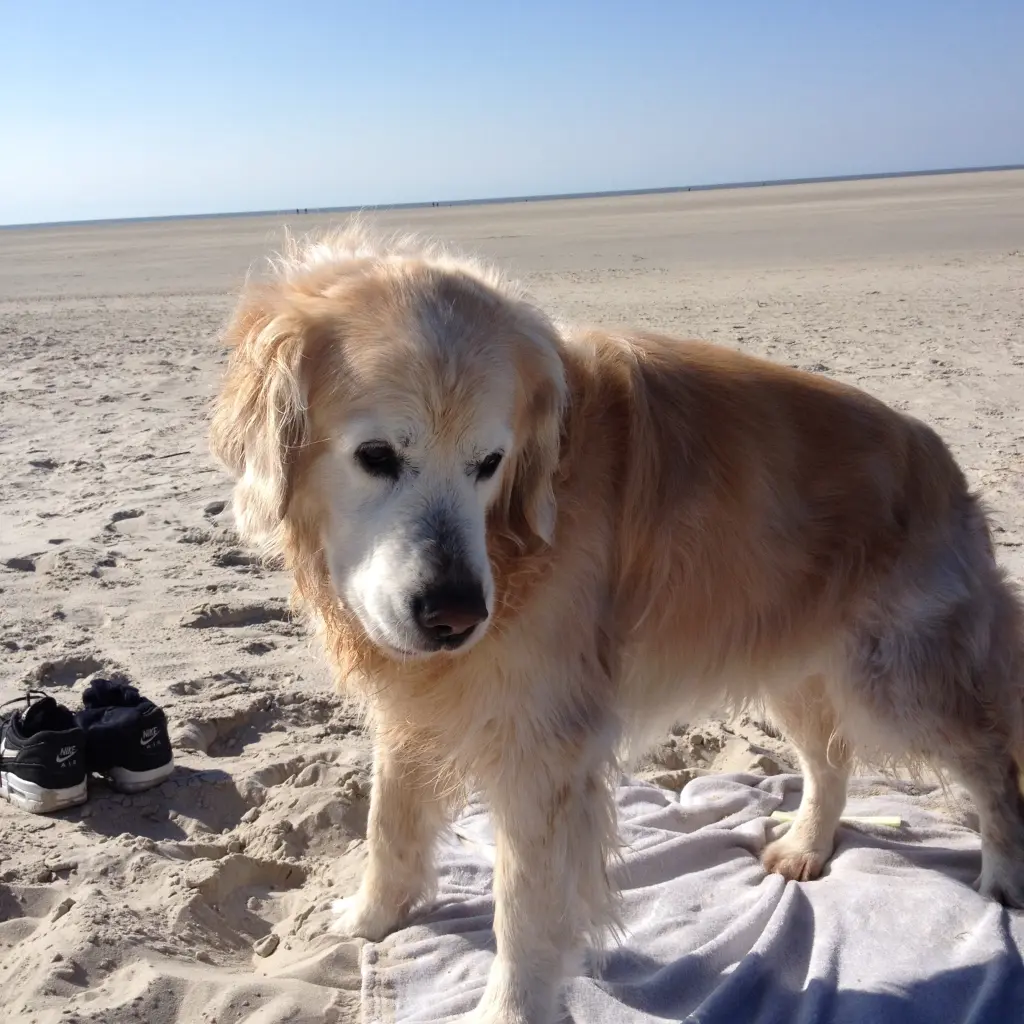 Condolence image of Diana