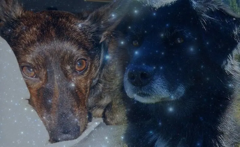 Condolence image of Mel mit Luni & pepe tief im Herzen