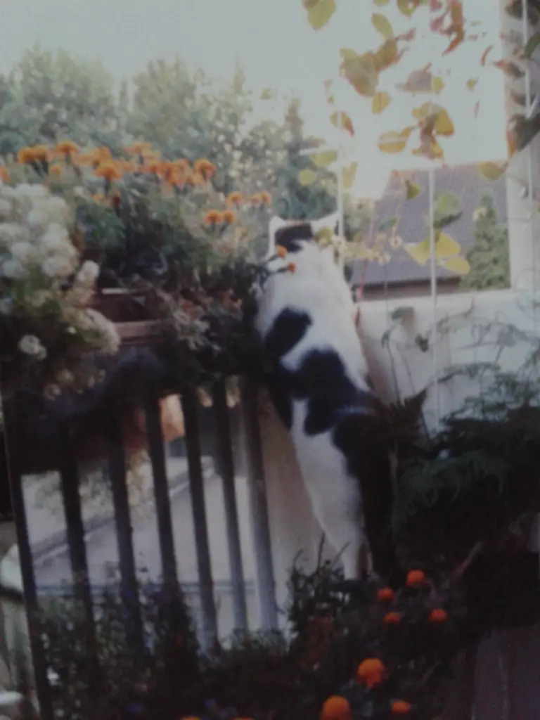 Condolence image of Jutta Kühn