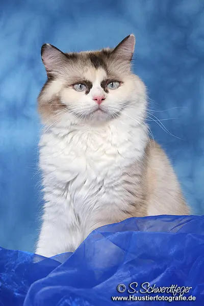 Image from Victoria-Elisabeth