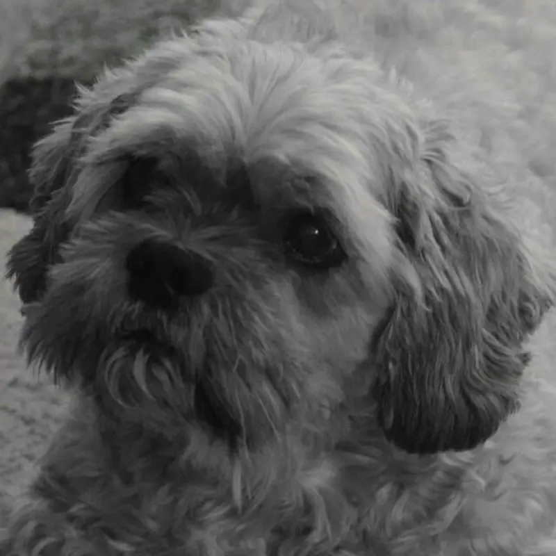 Condolence image of Angelika mit Balou im Herzen