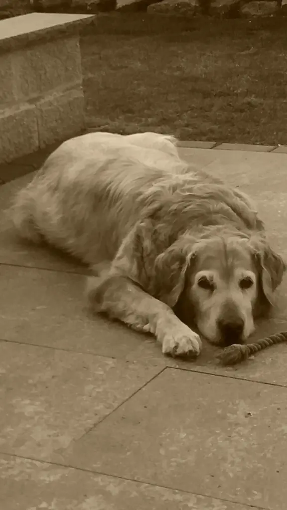 Condolence image of Micha mit Cäsar im Herzen