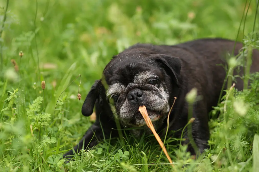 Condolence image of Cornelia mit Bruno & Barni im Herzen