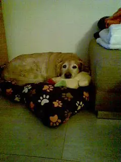 Condolence image of Micha mit Cäsar im Herzen