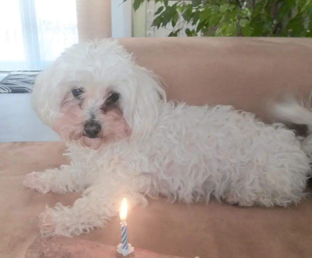 Condolence image of Manuela mit Engel Jane