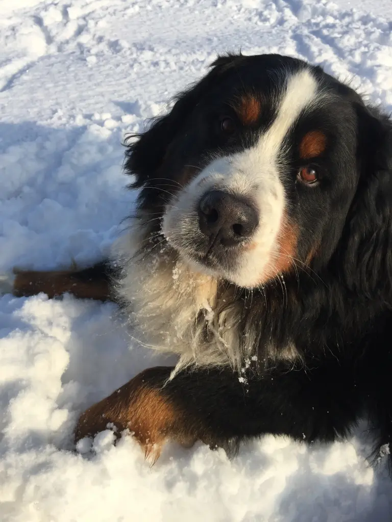 Condolence image of Rocco mit Anton