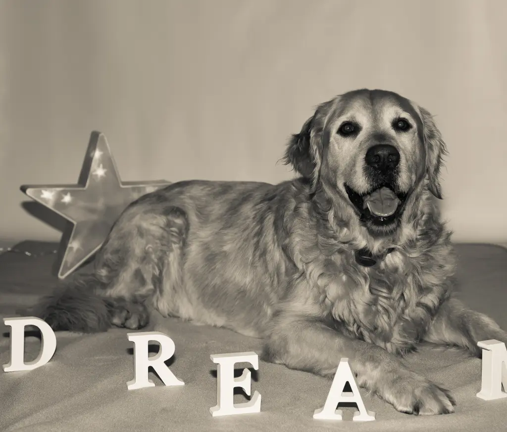 Condolence image of Micha mit Cäsar im Herzen