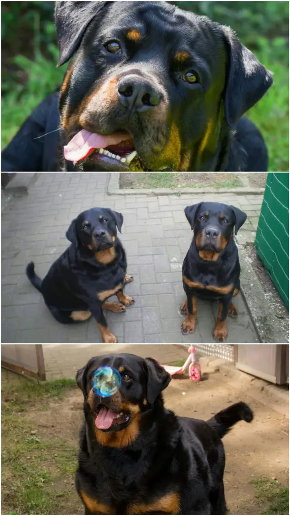 Condolence image of Lesly-Ann Nolte