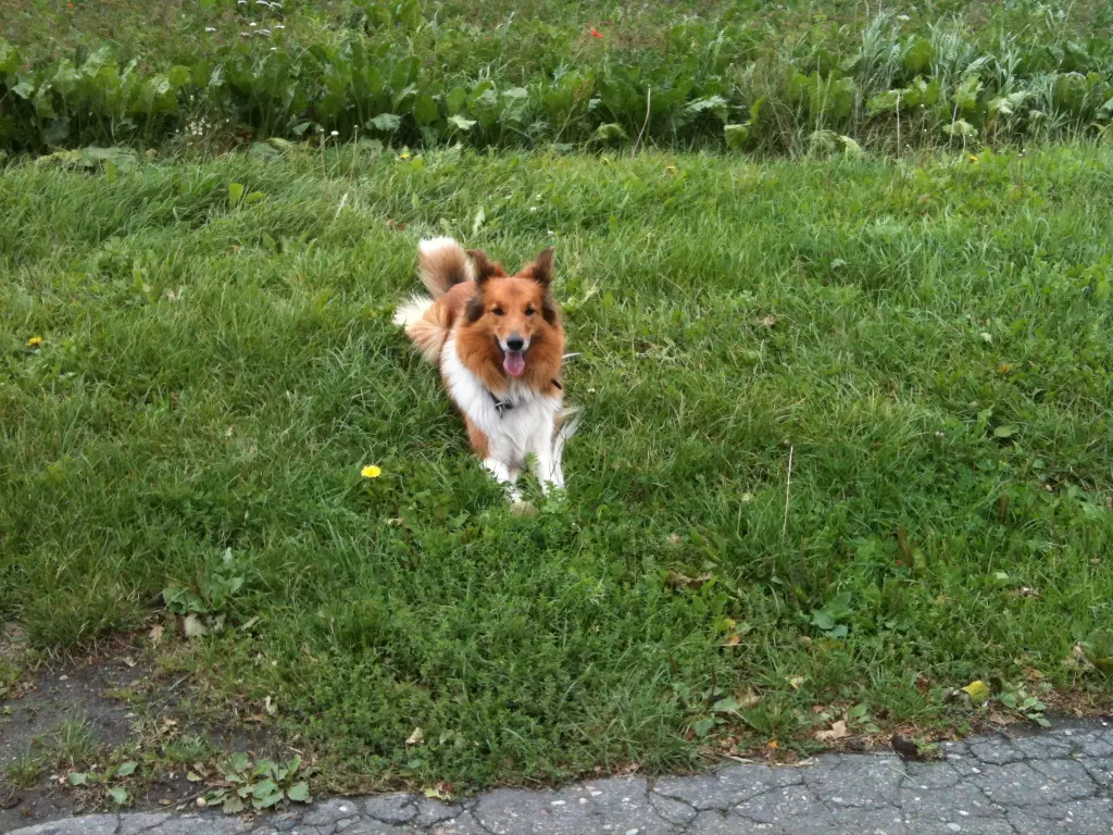 Condolence image of Katharina mit Merle im Herzen