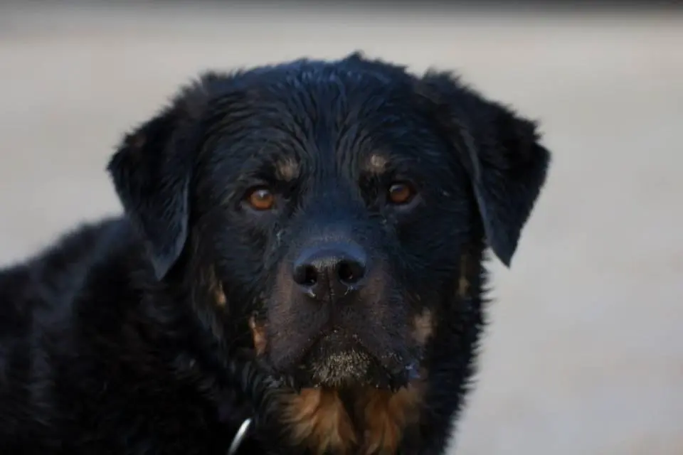 Condolence image of Lesly