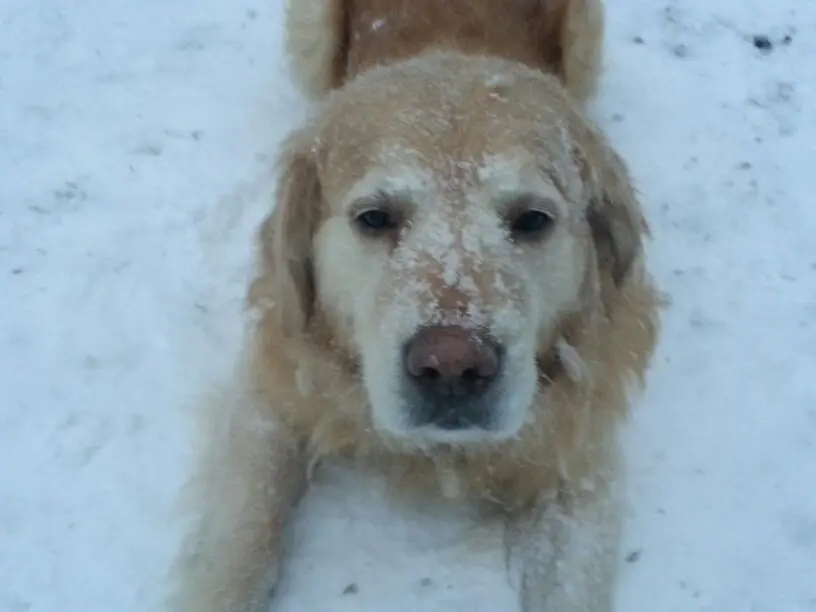 Condolence image of Angelique mit Spike (Digga)