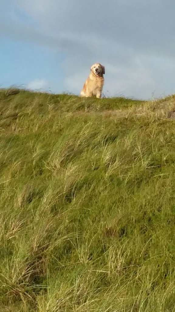 Image from Linus