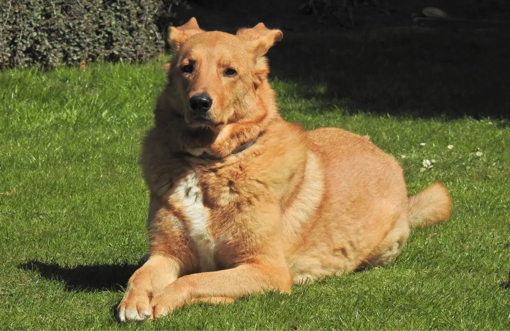 Andachtsbild von Tina mit Shiva