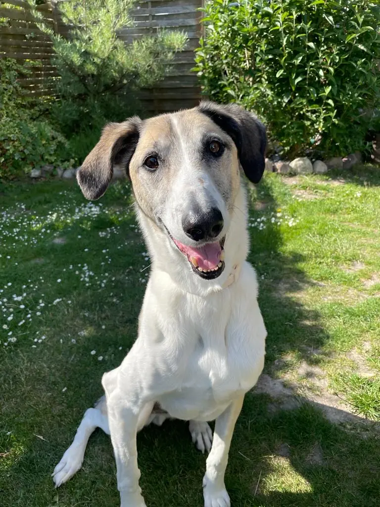 Andachtsbild von Melanie und der Rest vom Rudel…