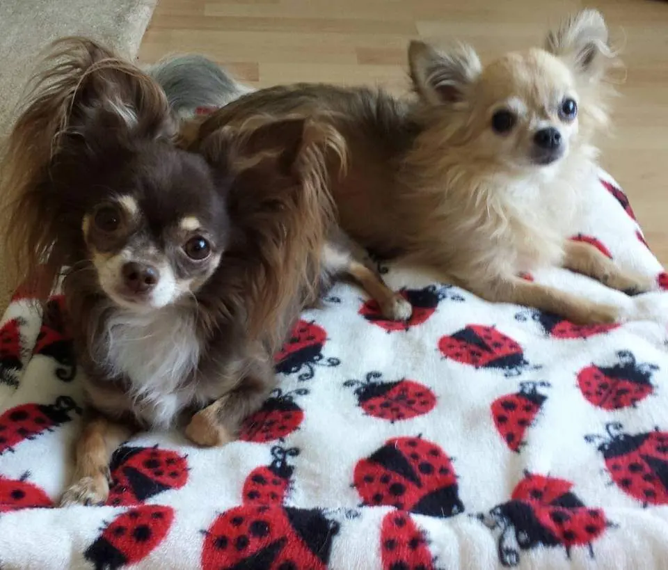 Andachtsbild von Kerstin mit Jay-Jay (gest. am 13.04.2022) und Cookie (gest. am 17.02.2024) tief im Herzen ♥️♥️