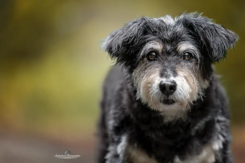 Bild von Ferdinand