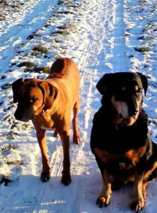 Image from Sunny und Kehmal