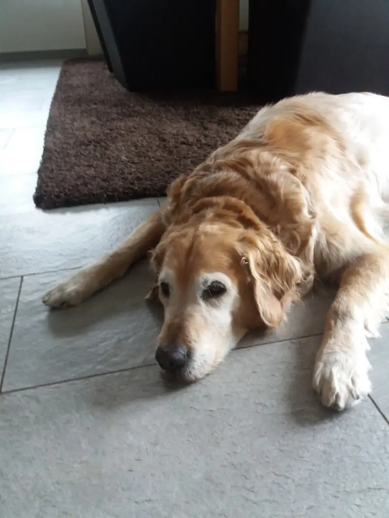 Condolence image of Micha mit Cäsar im Herzen