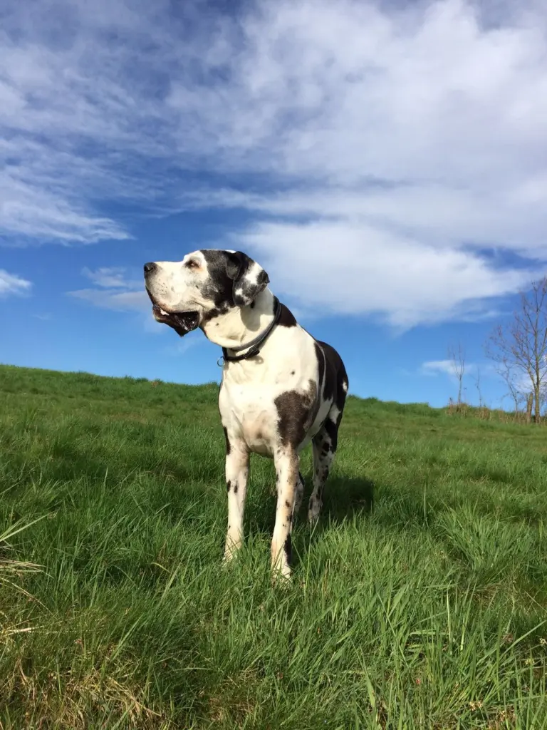 Condolence image of Esther mit Linu