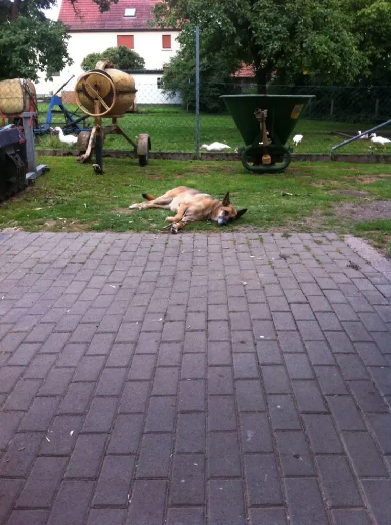 Condolence image of Claudia m. TARA im Herzen