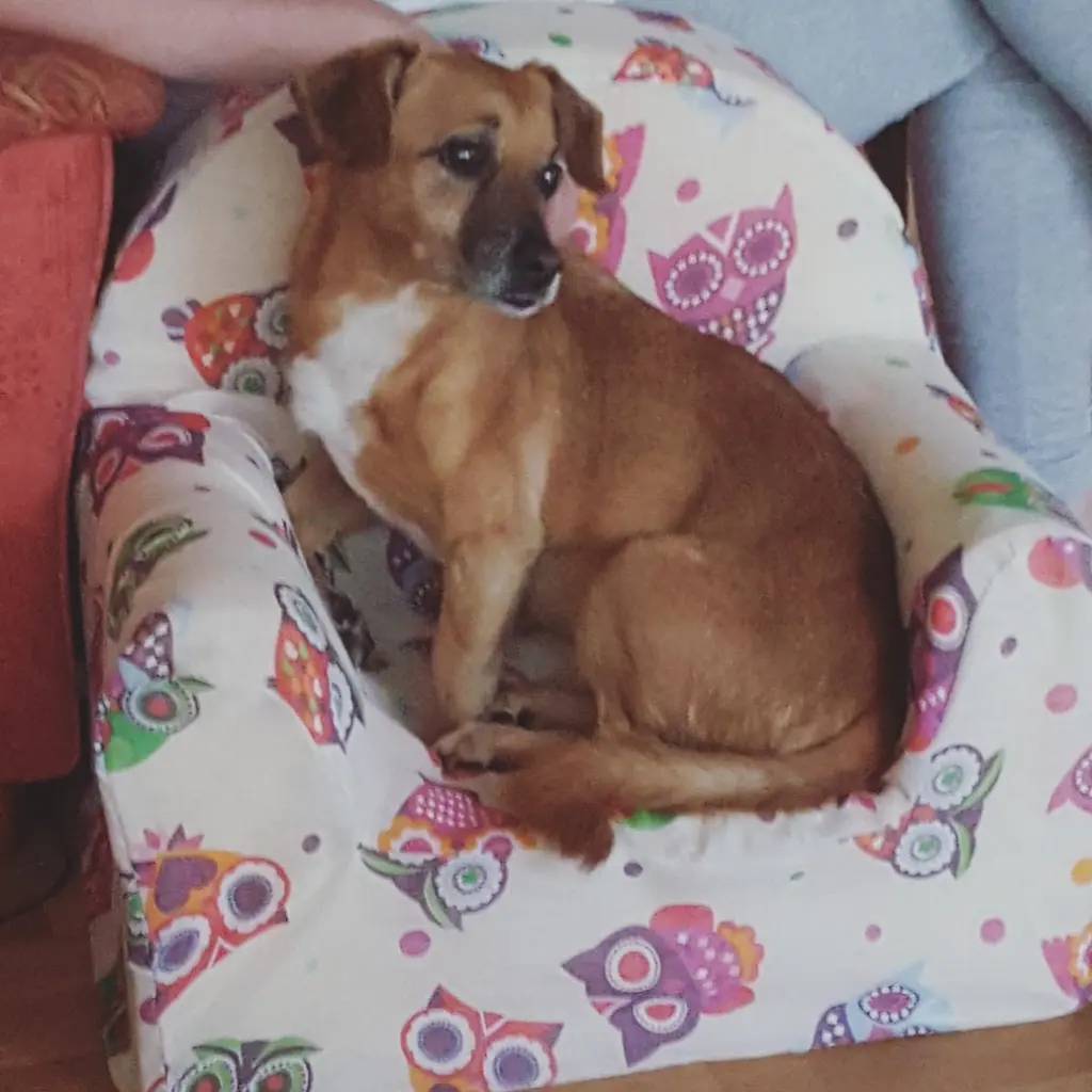 Condolence image of Ilona mit Sparky im Herzen