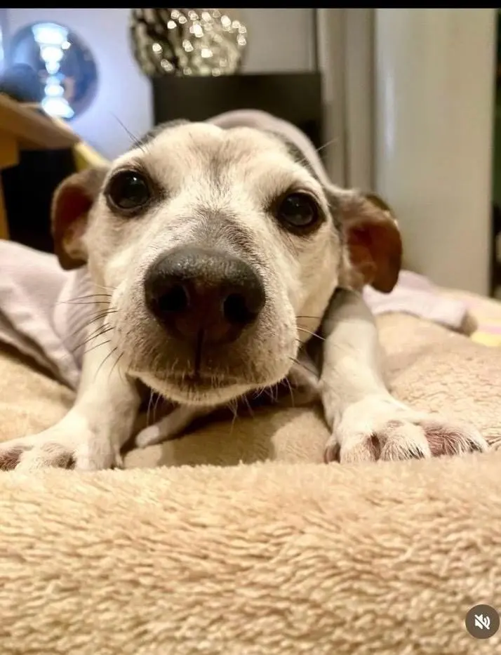 Bild von Prinz Fame Anis