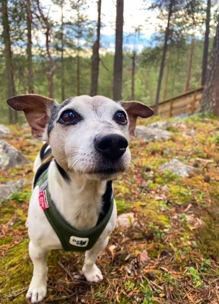 Bild von Prinz Fame Anis