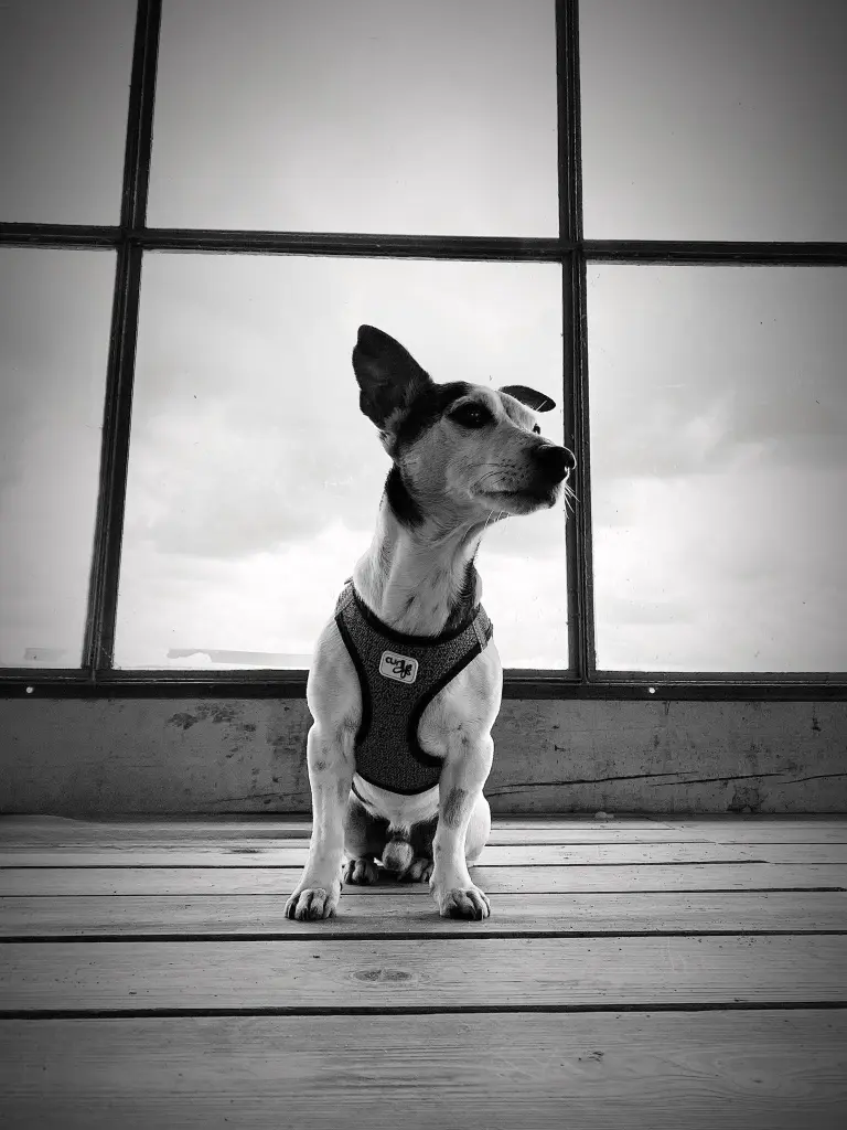 Bild von Prinz Fame Anis