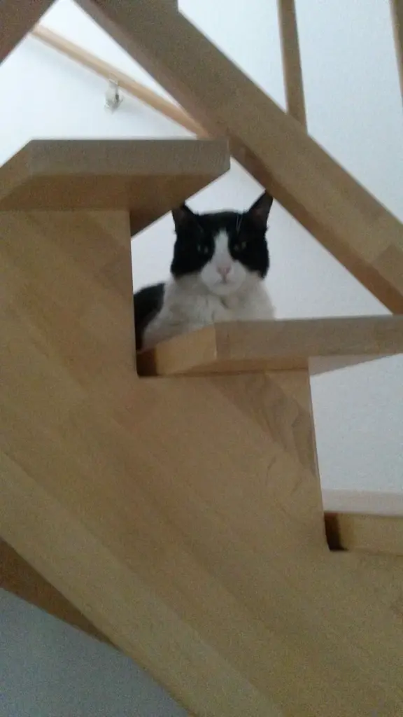 Condolence image of Monika mit Carlo im Herzen 