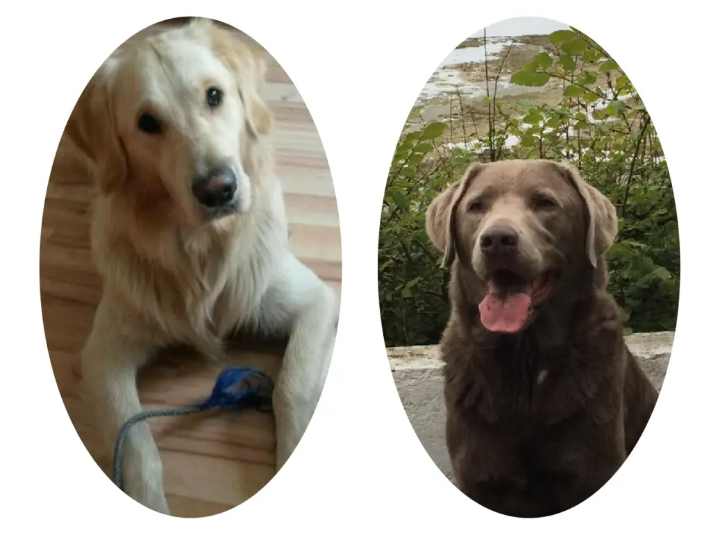 Condolence image of Dagmar  Scherwitzki