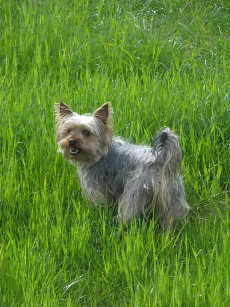 Condolence image of Anke und Andreas mit Benny im Herzen