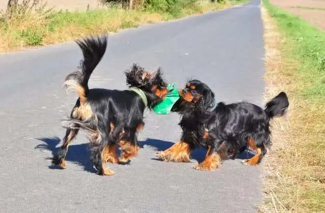 Condolence image of Gudrun Nixdorf