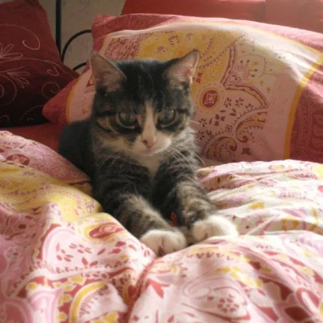 Image from Pinnie
