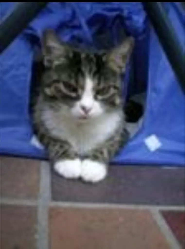 Image from Pinnie