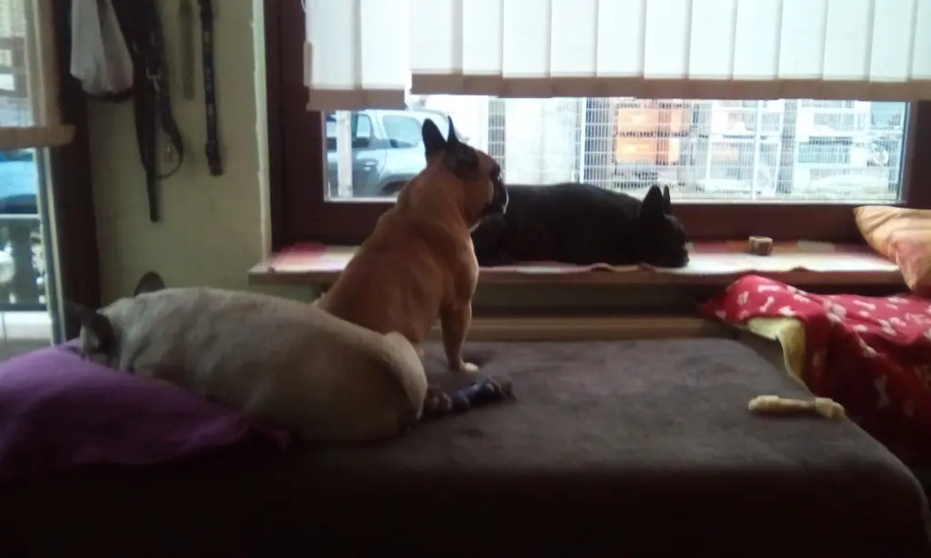 Condolence image of Elfi,Joy,Meggy,Robby mit Buddy im Herzen