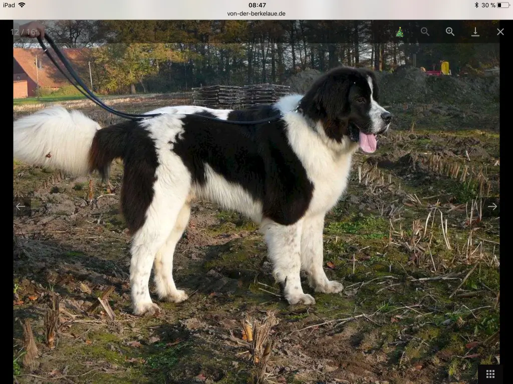 Image from Odin