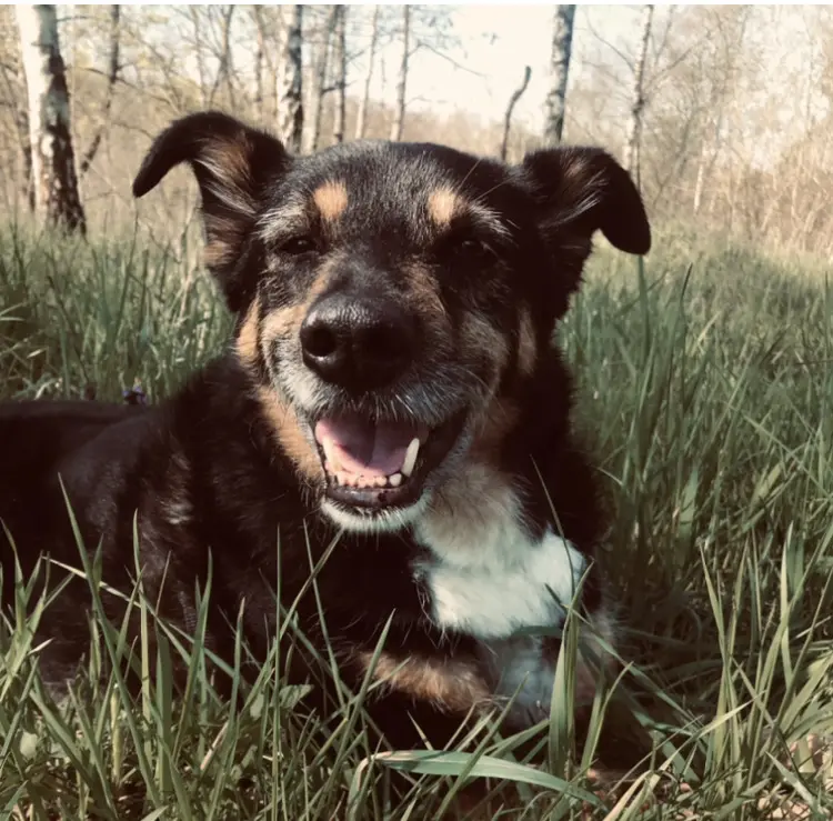 Bild von Loki
