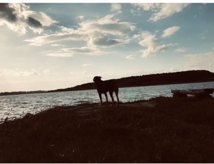 Bild von Loki