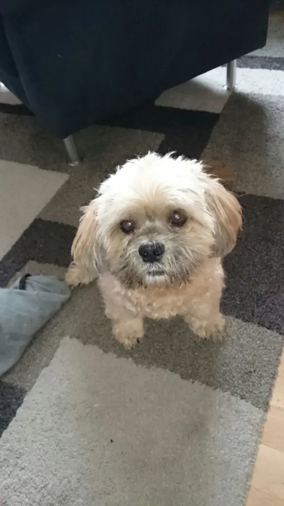 Condolence image of Angelika mit Balou im Herzen