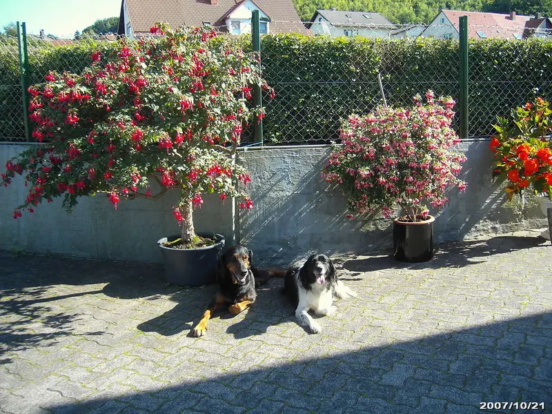 Condolence image of Brigitte mit Axel, Benny und Nelly im Herzen